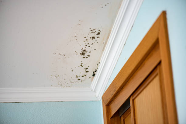 Best Mold Removal and Inspection  in Hollister, CA