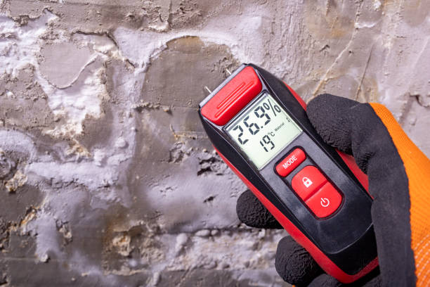 Best Commercial Mold Removal  in Hollister, CA