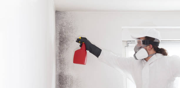 Best Mold Remediation Experts  in Hollister, CA