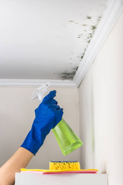 Best Mold Testing  in Hollister, CA