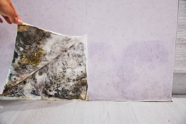 Certified Mold Removal in Hollister, CA